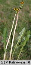 Taraxacum portentosum (mniszek niezwykły)