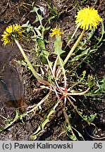 Taraxacum portentosum (mniszek niezwykły)