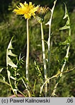 Taraxacum portentosum (mniszek niezwykły)