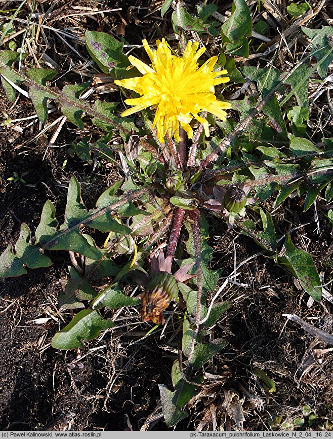 Taraxacum pulchrifolium (mniszek pięknolistny)