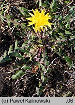 Taraxacum pulchrifolium (mniszek pięknolistny)