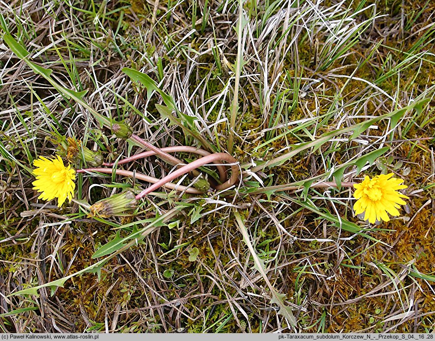 Taraxacum subdolum (mniszek zwodniczy)