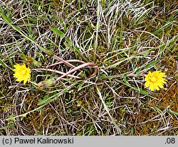 Taraxacum subdolum (mniszek zwodniczy)