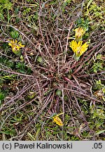 Taraxacum tenuilobum (mniszek wąskoklapowy)