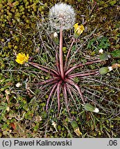 Taraxacum tenuilobum (mniszek wąskoklapowy)