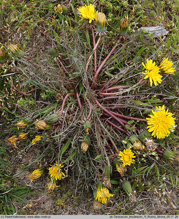 Taraxacum tenuilobum (mniszek wąskoklapowy)