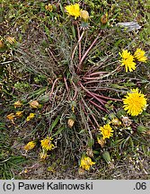 Taraxacum tenuilobum (mniszek wąskoklapowy)