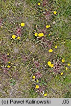 Taraxacum tenuilobum (mniszek wąskoklapowy)