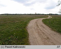 Taraxacum tenuilobum (mniszek wąskoklapowy)