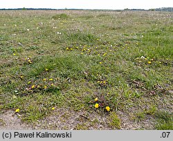 Taraxacum tenuilobum (mniszek wąskoklapowy)