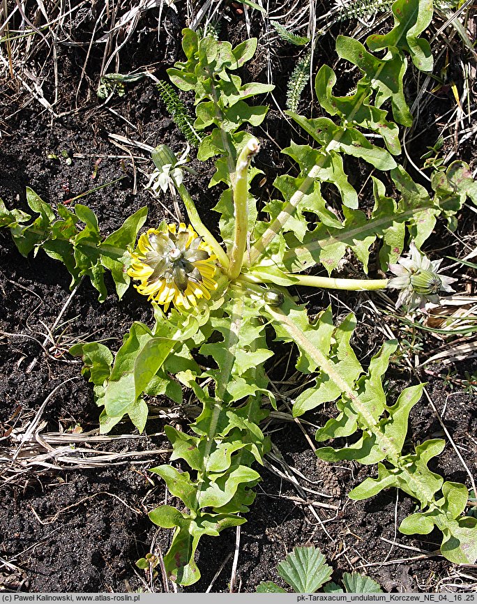 Taraxacum undulatum (mniszek kędzierzawy)