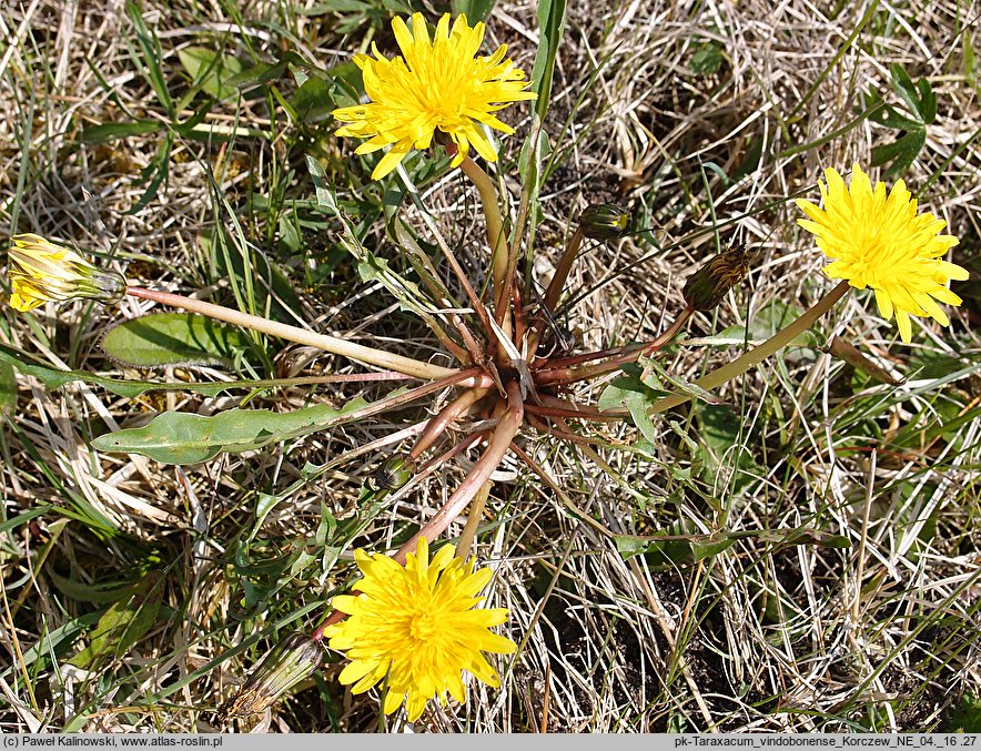 Taraxacum vindobonense (mniszek wiedeński)