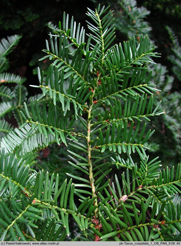 Taxus cuspidata (cis japoński)