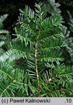 Taxus cuspidata (cis japoński)
