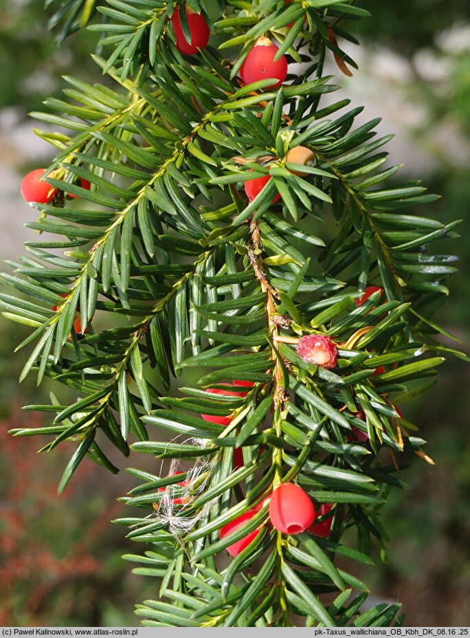 Taxus wallichiana (cis Wallicha)