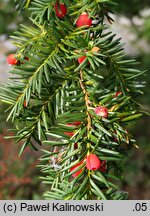 Taxus wallichiana (cis Wallicha)