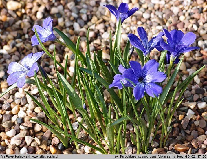 Tecophilaea cyanocrocus