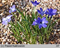 Tecophilaea cyanocrocus