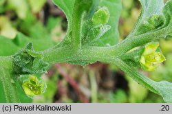 Tetragonia tetragonioides (tetragonia czterorożna)