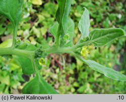 Tetragonia tetragonioides (tetragonia czterorożna)