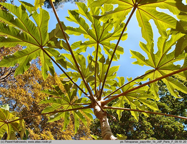 Tetrapanax papyrifer (tetrapanaks papierodajny)