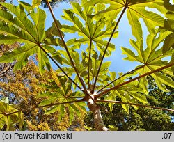 Tetrapanax papyrifer (tetrapanaks papierodajny)