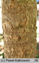 Tetrapanax papyrifer (tetrapanaks papierodajny)