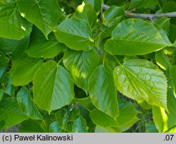 Tilia americana Moltkei