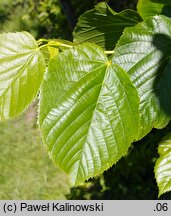 Tilia americana Moltkei