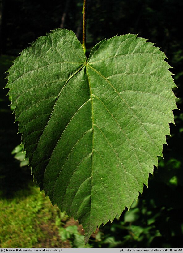 Tilia americana Stellata