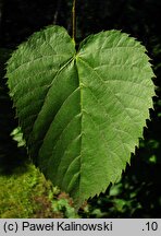 Tilia americana Stellata