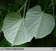 Tilia americana (lipa amerykańska)