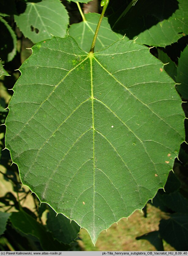 Tilia henryana var. subglabra