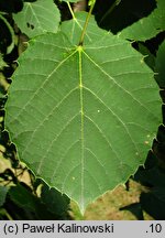 Tilia henryana var. subglabra