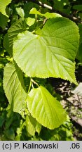 Tilia amurensis (lipa wonna)