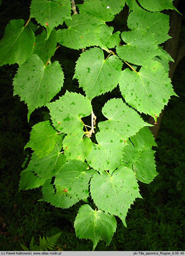 Tilia japonica (lipa japońska)