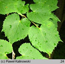 Tilia japonica (lipa japońska)