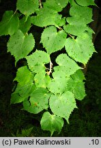 Tilia japonica (lipa japońska)