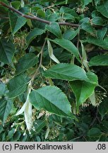 Tilia kiusiana (lipa kiusiu)