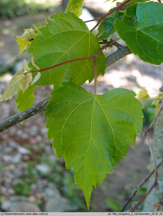 Tilia mongolica (lipa mongolska)