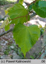 Tilia mongolica (lipa mongolska)