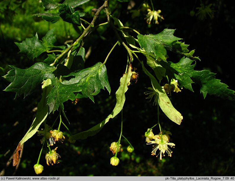 Tilia platyphyllos Laciniata