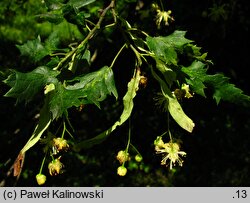 Tilia platyphyllos Laciniata