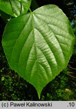 Tilia tuan (lipa całolistna)