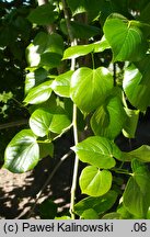 Tilia ×europaea Euchlora