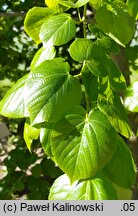 Tilia ×europaea Euchlora