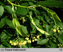 Tilia ×europaea Euchlora