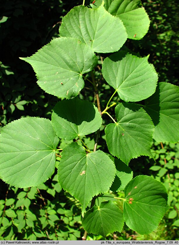 Tilia ×europaea Wratislaviensis