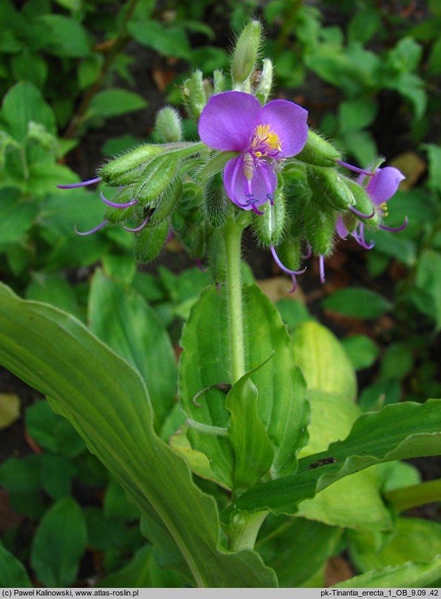 Tinantia erecta