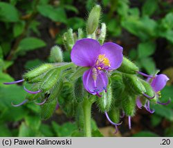 Tinantia erecta